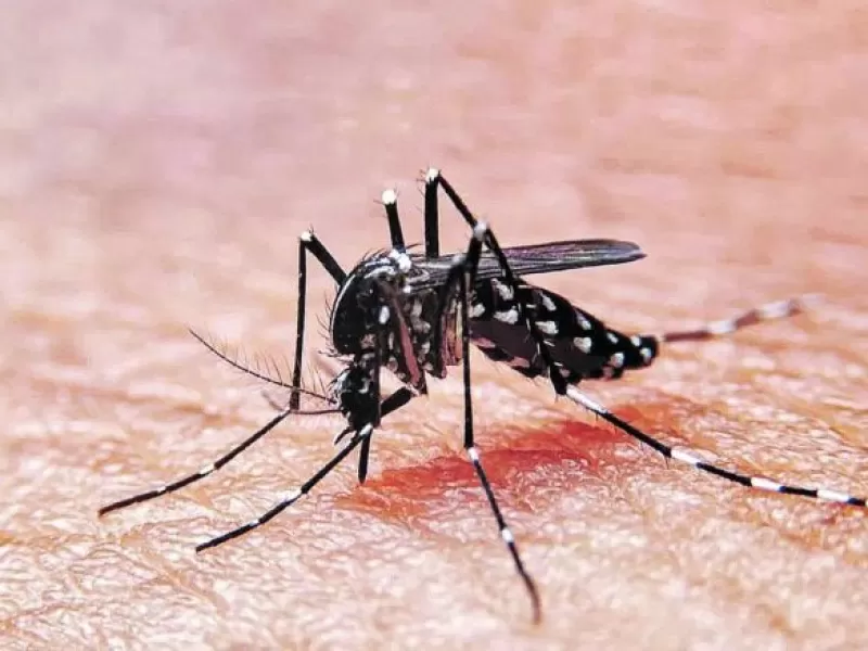 Brote histórico de dengue: 96 muertos y 134.202 casos en todo el país