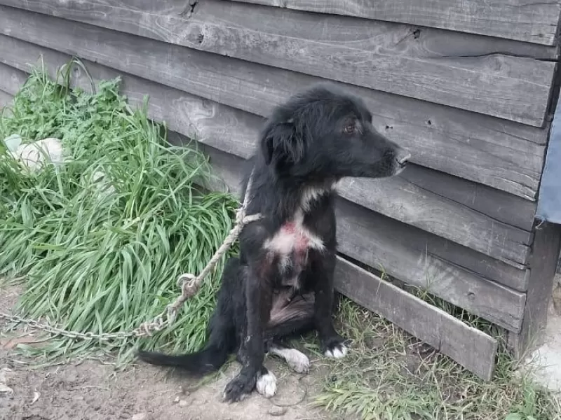 Rescatan animales en estado de abandono en Berisso: dos mujeres imputadas por maltrato