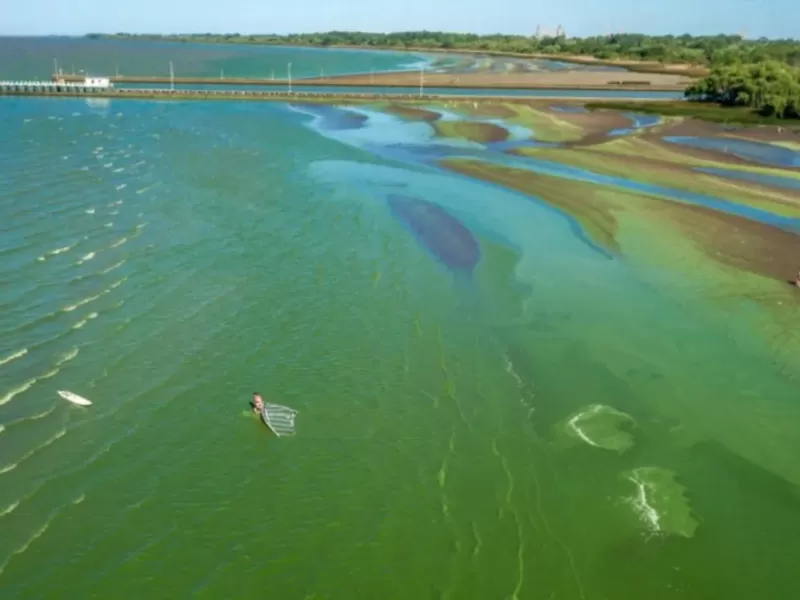 Se elevó a Naranja la alerta por cianobacterias en el Río de la Plata