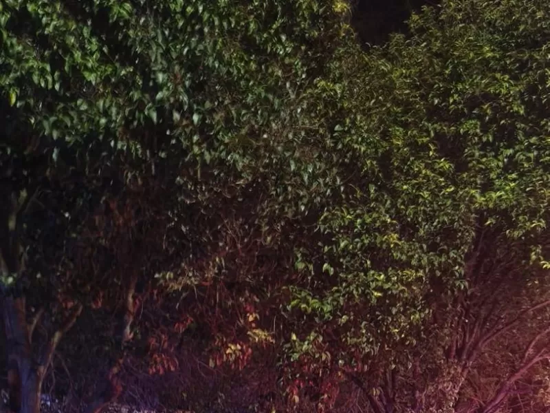Incendio destruyó una vivienda en Berisso: la imagen de la Virgen de Lujan quedó intacta entre las cenizas