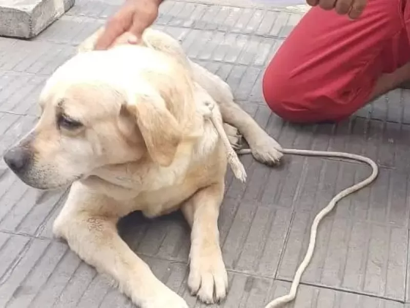 La policía rescató a una perrita que era maltratada en La Plata