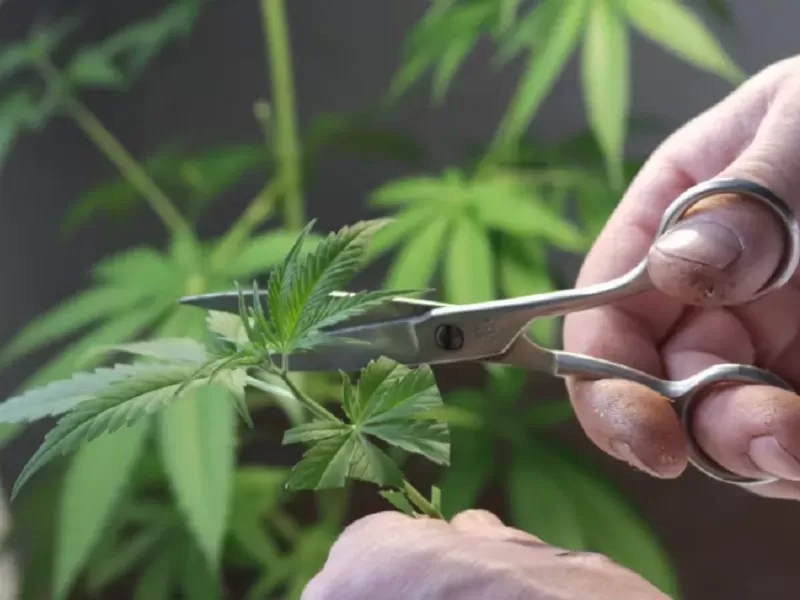 El Frente de Izquierda impulsa un proyecto para legalizar completamente el cannabis en Argentina