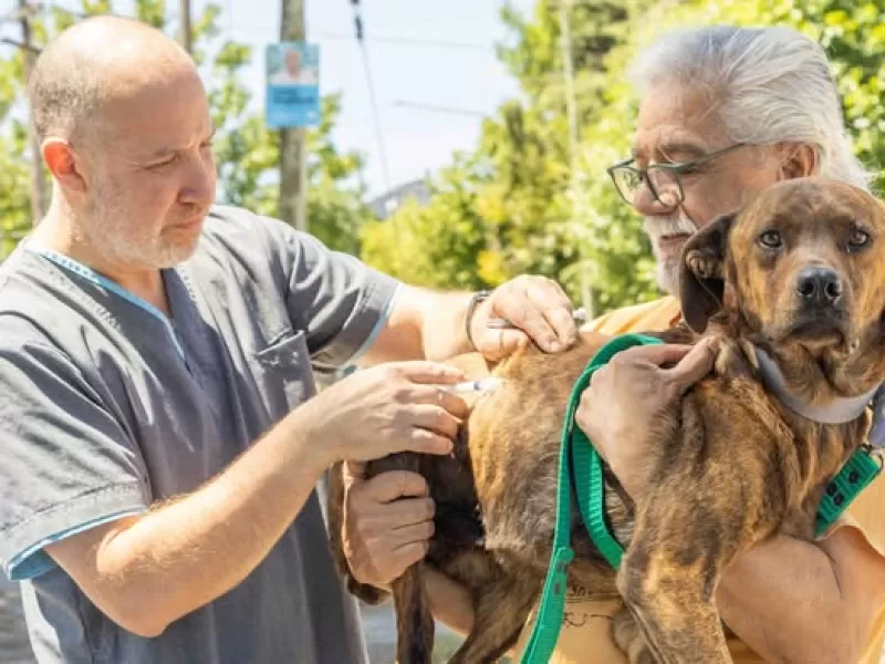 Se realizarán jornadas veterinarias gratuitas durante noviembre en Berisso