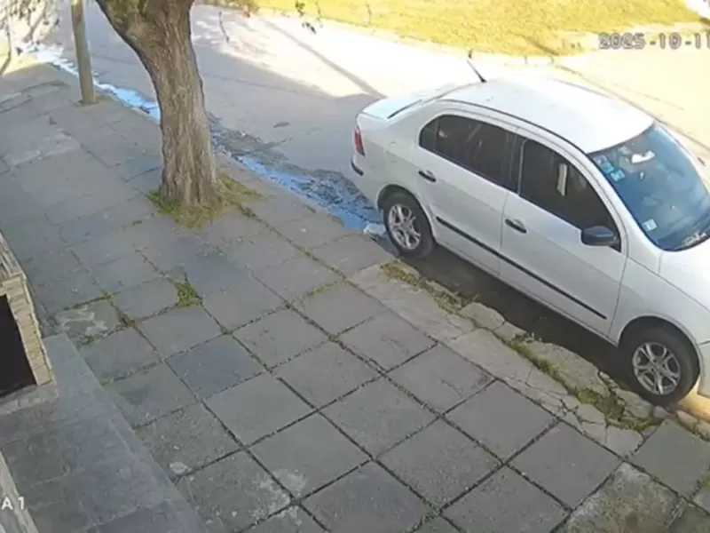 Berisso: un pitbull se escapó y atacó a otro perro en el barrio Juan B. Justo