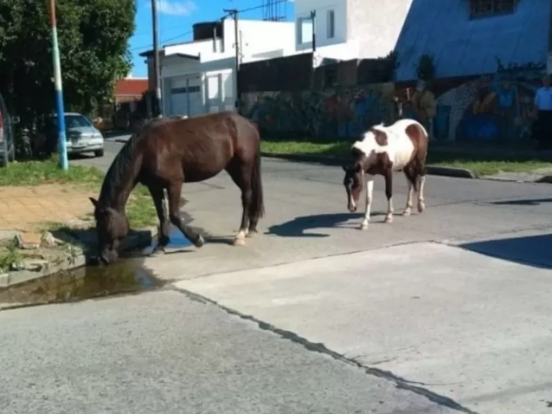 Se avanza con la conformación de un registro único de equinos