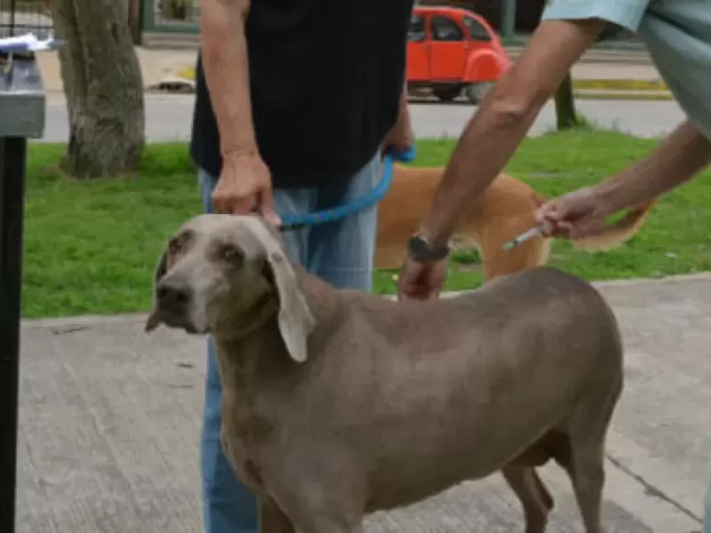 Se realizará una jornada de atención Veterinaria en la cancha de Villa San Carlos