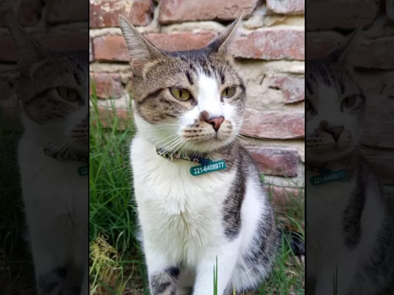 Buscan intensamente a &ldquo;Pepino&rdquo;, el gatito de una bombera de Berisso
