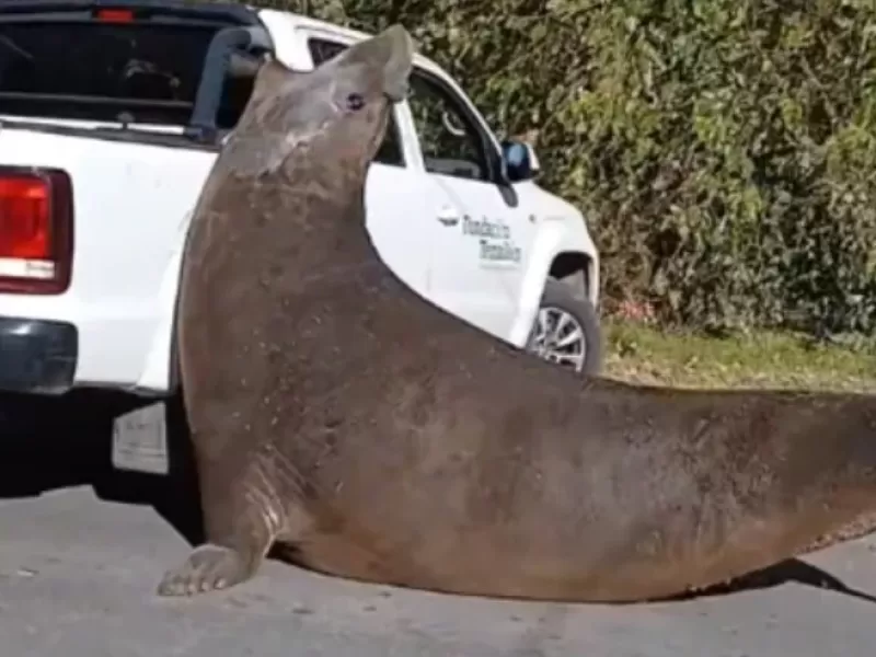 Sorpresa en Ensenada: un gigantesco mam&iacute;fero alter&oacute; el camino a la Isla Santiago