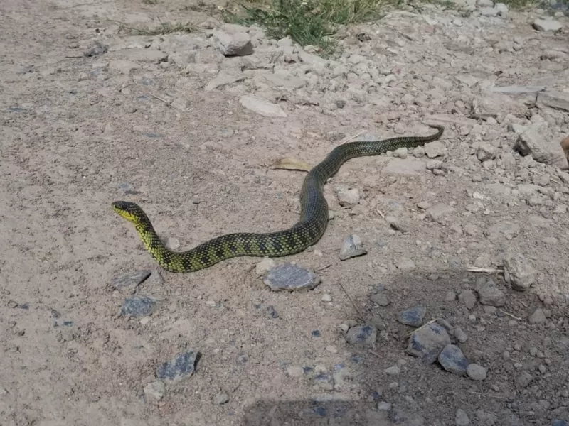 Sorpresa en Barrio Aeropuerto: Apareció una serpiente de más de un metro y generó alarma entre los vecinos
