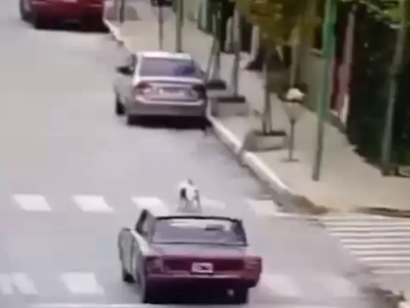 La Plata: un conductor manejó con un perro en el techo del auto