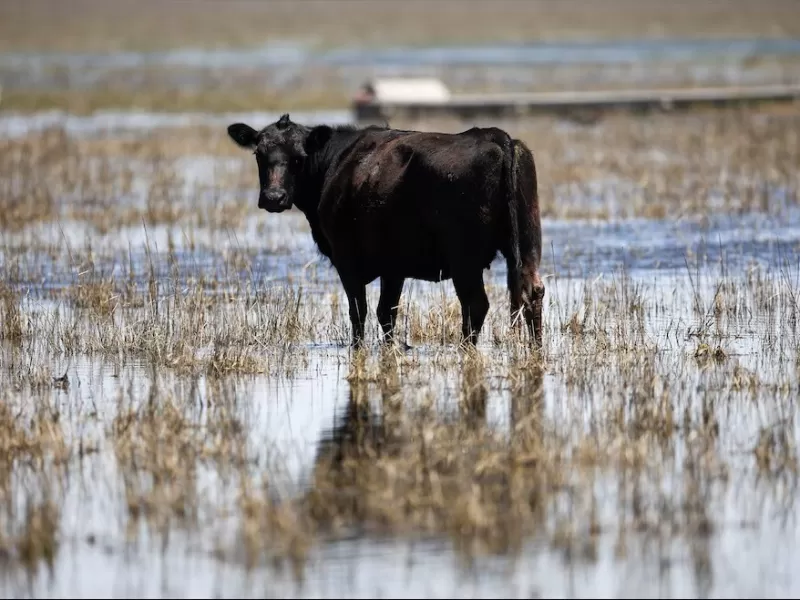 Insólita propuesta de una diputada de UxP: impulsan un impuesto al gas que emiten las vacas