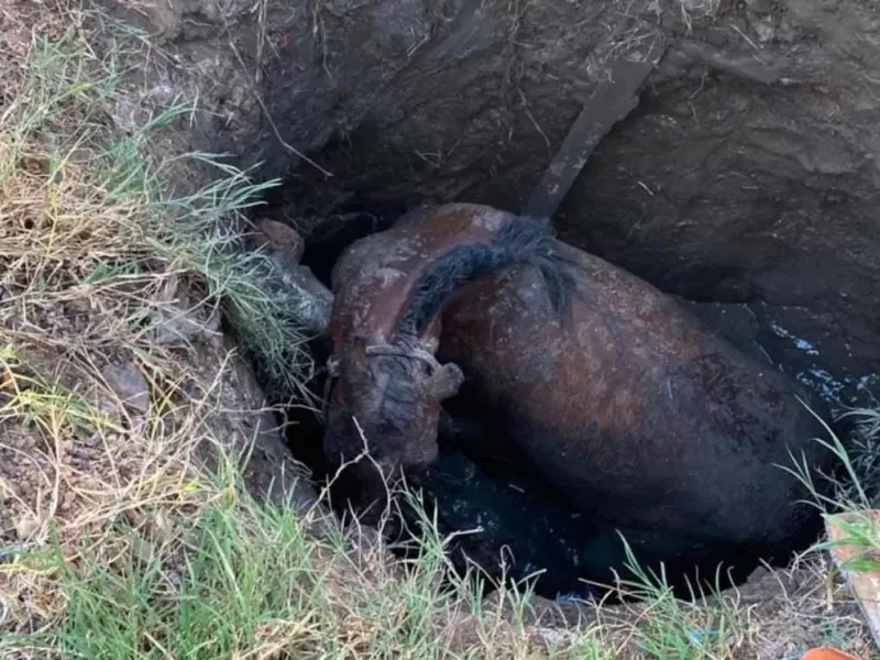 Un caballo fue rescatado de un pozo ciego en La Plata