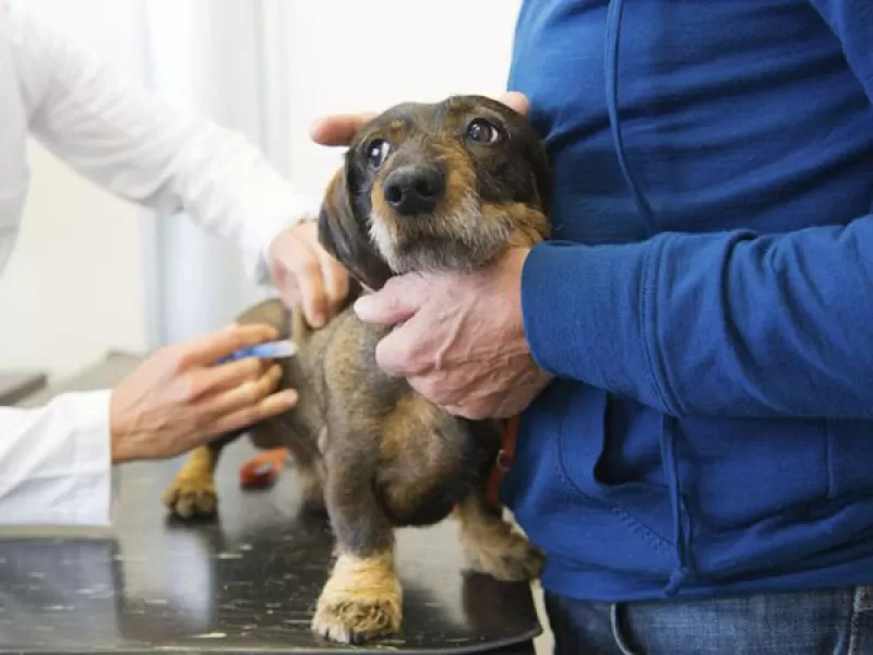 Jornadas de vacunación y cuidado para mascotas en Berisso