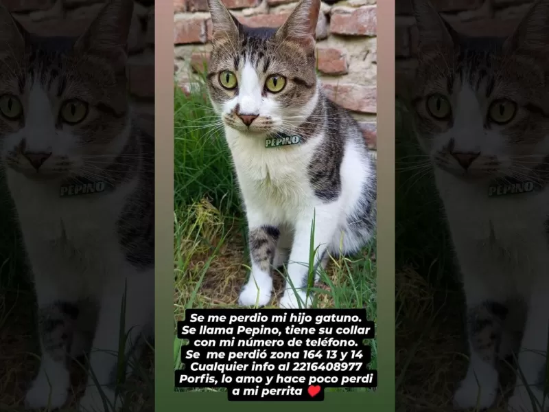Buscan intensamente a “Pepino”, el gatito de una bombera de Berisso