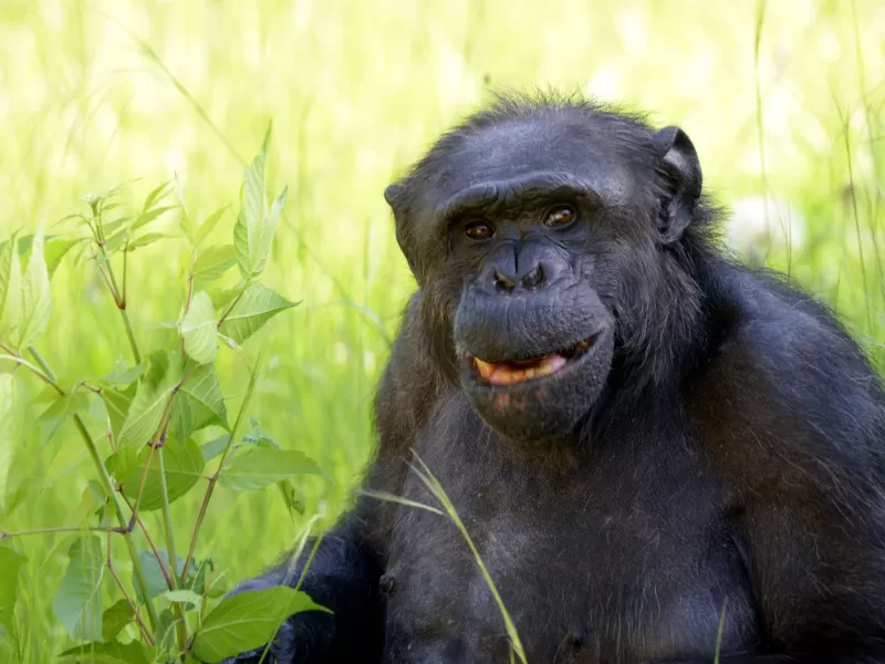 Muri&oacute; Tomy, el hist&oacute;rico chimpanc&eacute; del Bioparque de La Plata