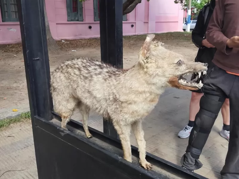 Hallan un perro embalsamado en una parada de colectivos c&eacute;ntrica de Berisso