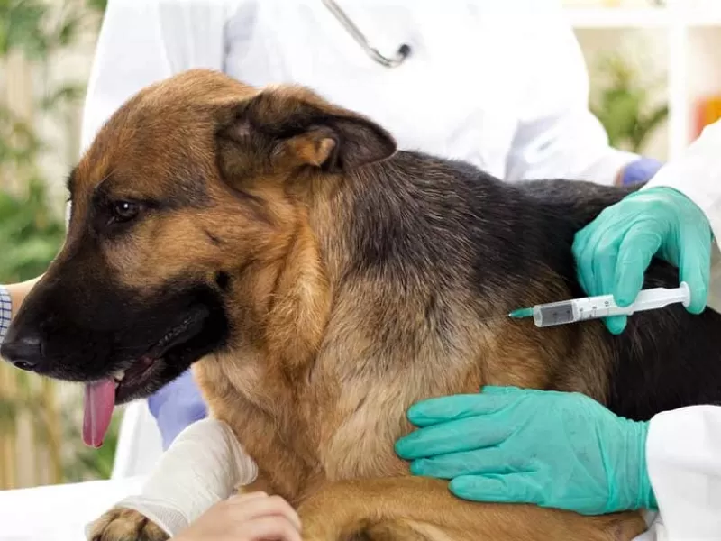 Información sobre el Servicio de Veterinaria