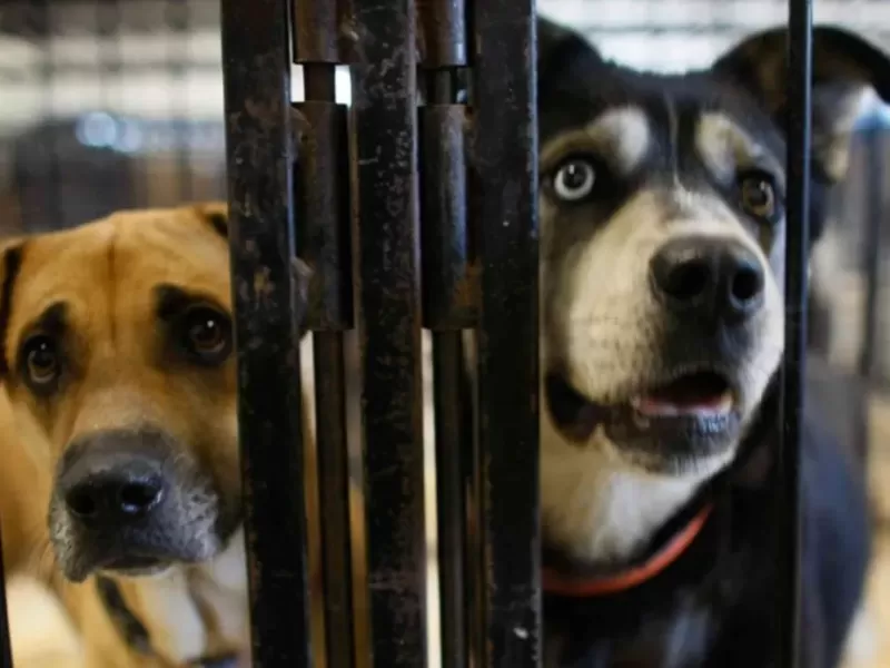 Alerta en la región: un refugio platense de animales al borde del cierre por falta de fondos