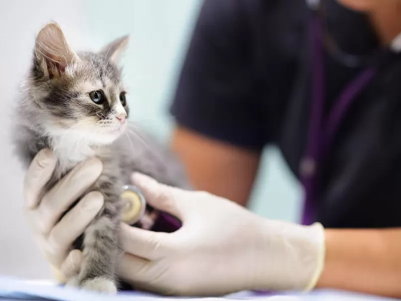 Atención vecinos: el móvil veterinario estará en Villa Nueva durante todo agosto