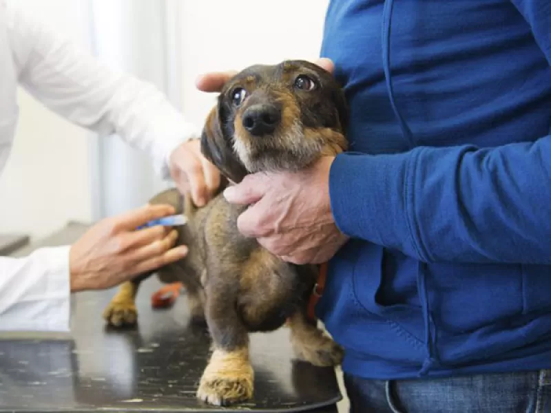 Así será la atención veterinaria durante el mes de noviembre en la ciudad