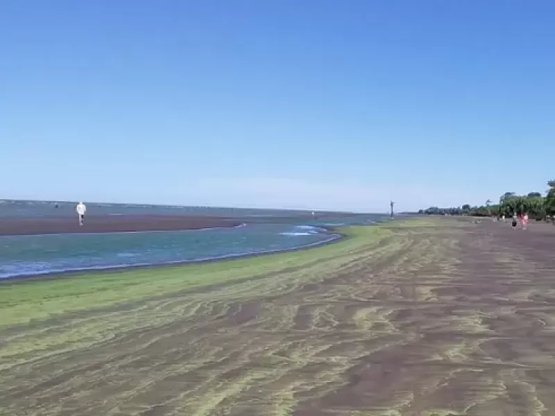 Alerta amarilla en las playas de Berisso y Ensenada por presencia de cianobacterias