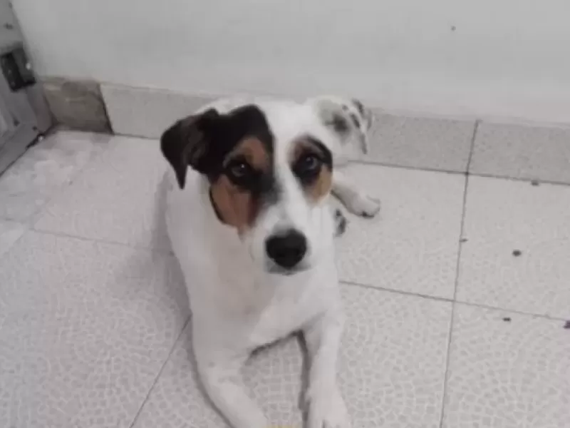 Buscan a Ankara: se perdi&oacute; en la zona de 30 y 172