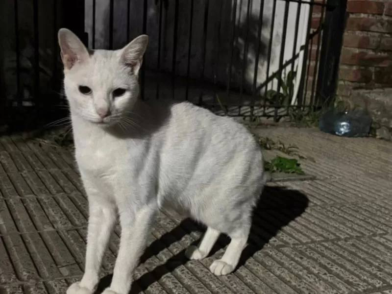 Buscan a &ldquo;Emma&rdquo;: una vecina denunci&oacute; que se llevaron a su gata en plena tarde en Berisso