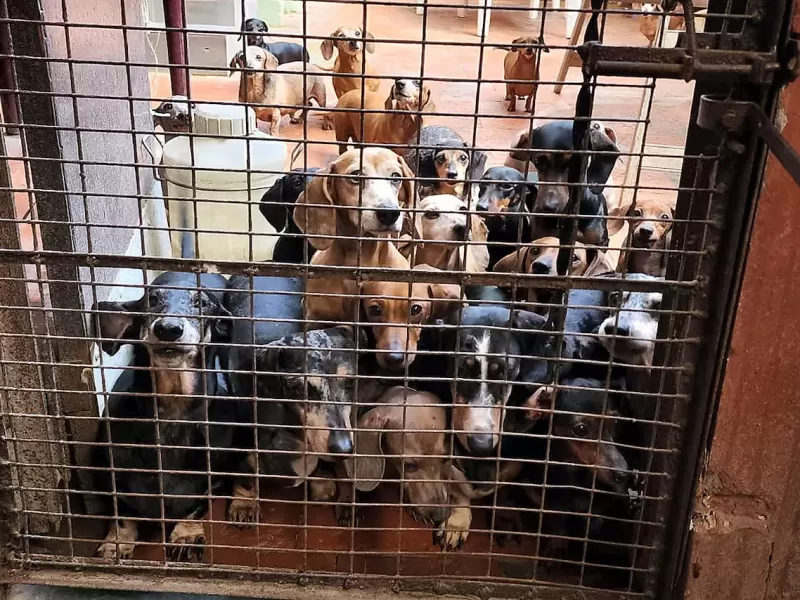 Rescataron m&aacute;s de 20 perros de un criadero clandestino en San Carlos