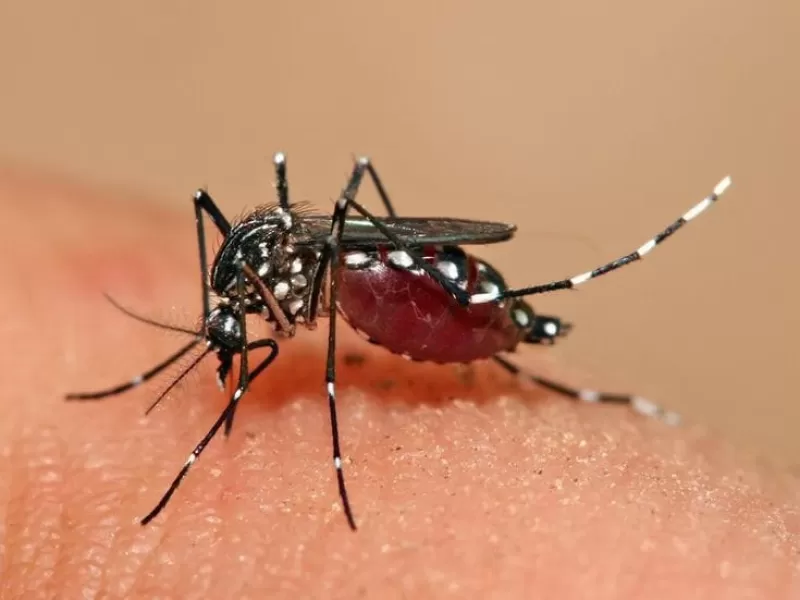 Disminuyen los contagios: más de 420.000 casos de dengue en 2024
