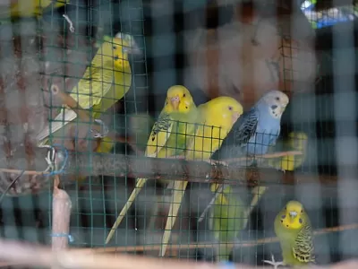 Berisso: tres detenidos por vender animales ilegalmente en la calle