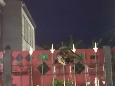 Una zarigüeya apareció en Berisso y causó sorpresa en el barrio Juan B. Justo