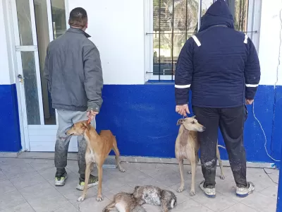 Caza furtiva en Los Talas: sancionaron a dos personas por cazar con galgos en zona rural de Berisso