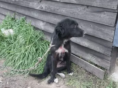 Rescatan animales en estado de abandono en Berisso: dos mujeres imputadas por maltrato