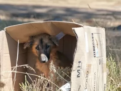 Horror en un barrio de La Plata: 6 perros murieron después de ingerir carne en la calle