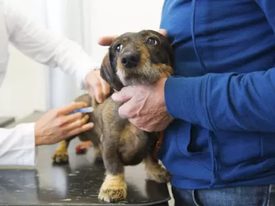 Cronograma de atención veterinaria gratuita en Berisso durante junio