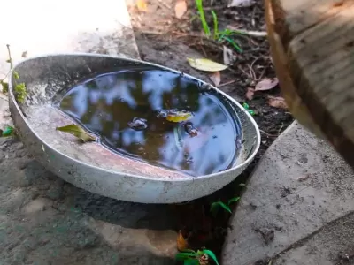 Alertan por los mosquitos: piden intensificar el descacharrado tras las lluvias