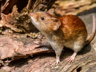 El brote de hantavirus en la provincia de Buenos Aires ya caus&oacute; siete muertes y enciende las alarmas