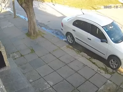 Berisso: un pitbull se escapó y atacó a otro perro en el barrio Juan B. Justo