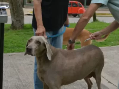 Se realizará una jornada de atención Veterinaria en la cancha de Villa San Carlos