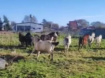 Preocupación en el Barrio Santa Cruz: caballos sueltos irrumpieron en una vivienda y casi atropellan a un niño