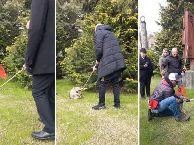 Un zorro en la Legislatura: sorpresa en el centro de La Plata