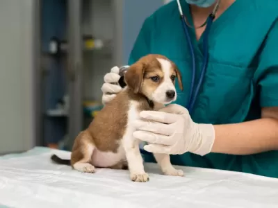 Atención veterinaria móvil en Berisso durante todo julio: dónde y cómo acceder a castraciones y vacunas