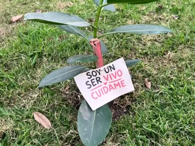 Emergencia verde: ambientalistas lanzan una campa&ntilde;a para frenar la destrucci&oacute;n del arbolado p&uacute;blico