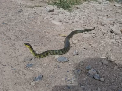 Sorpresa en Barrio Aeropuerto: Apareció una serpiente de más de un metro y generó alarma entre los vecinos