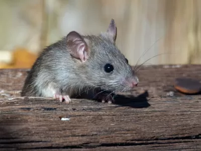 Preocupa el avance del hantavirus: ya son ocho los fallecidos en la Provincia durante 2026