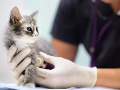 Atención vecinos: el móvil veterinario estará en Villa Nueva durante todo agosto