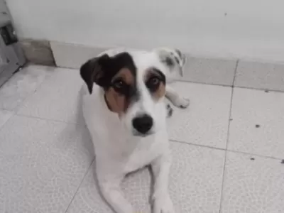 Buscan a Ankara: se perdi&oacute; en la zona de 30 y 172