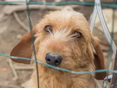 Clausuran criadero clandestino en La Plata tras encontrar un perro muerto por desnutrición