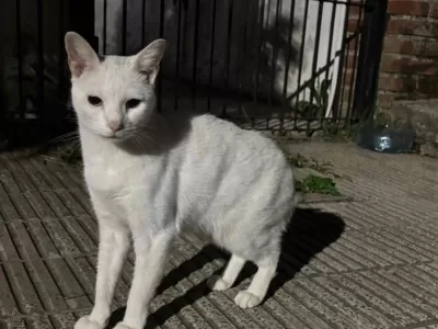 Buscan a &ldquo;Emma&rdquo;: una vecina denunci&oacute; que se llevaron a su gata en plena tarde en Berisso