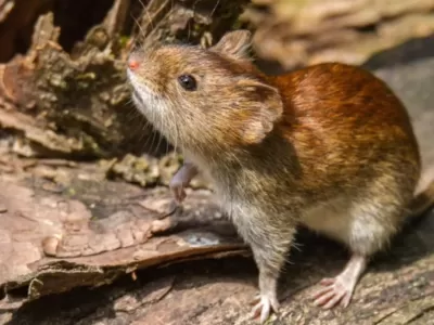 Alerta sanitaria por hantavirus: refuerzan recomendaciones para prevenir contagios en la regi&oacute;n